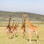 12-Day Wildlife Safari Kenya Maasai Mara,Lake Nakuru,Amboseli & Tanzania Lake Manyara,Serengeti,Ngorongoro crater and Tarangire 2016/2017