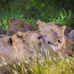 7 Days Masai Mara – Lake Nakuru – Lake Naivasha – Amboseli
