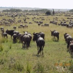2017 GREAT MIGRATION PACKAGE